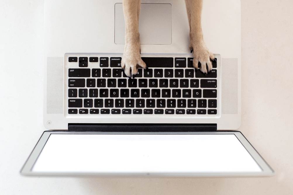 4 reasons to use pet influencers
