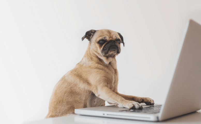Why your brand should use pet influencers