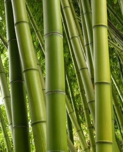 Bamboo Jungle