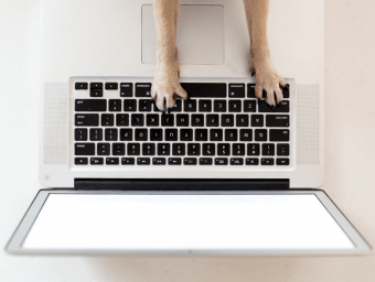 4 reasons to use pet influencers